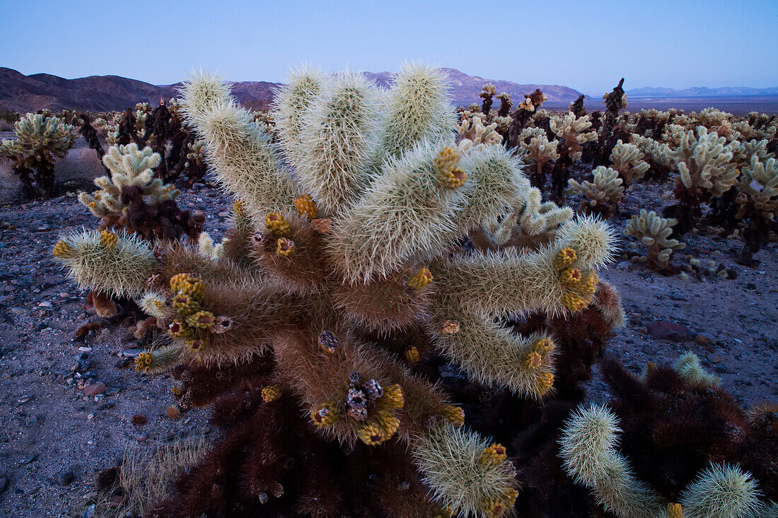 Ein Stück Cholla-Kaktus im Joshua Tree National Park.