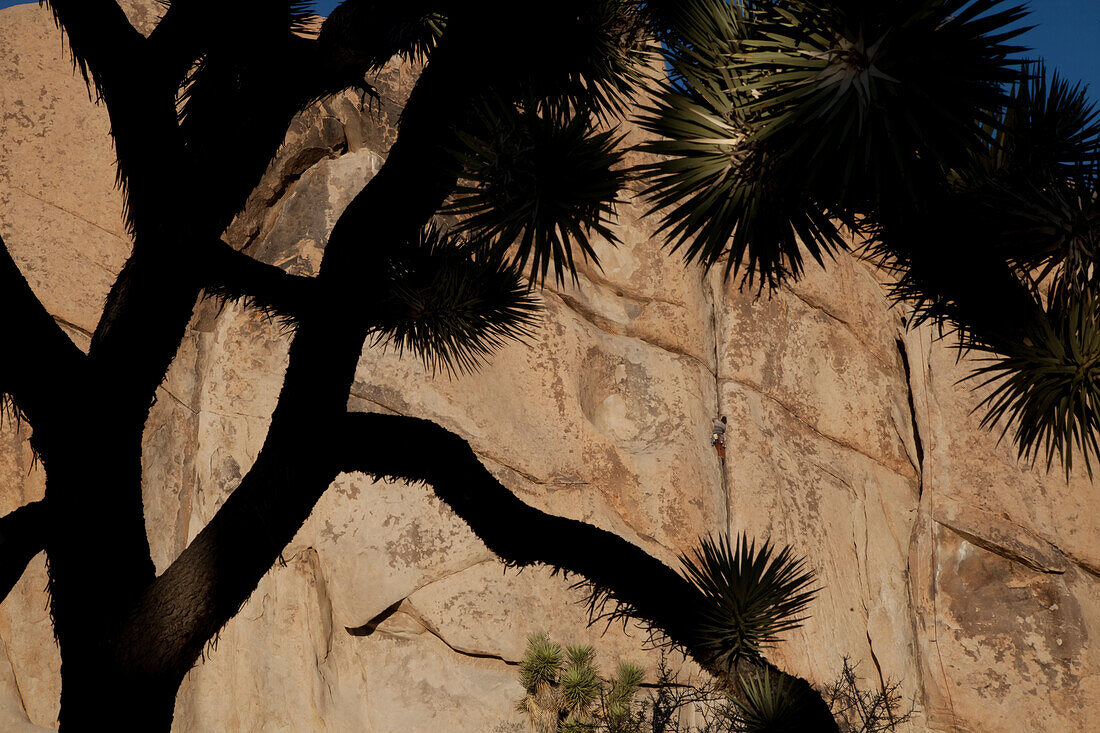 Ein Kletterer klettert eine Route namens Double Cross im Joshua Tree National Park.