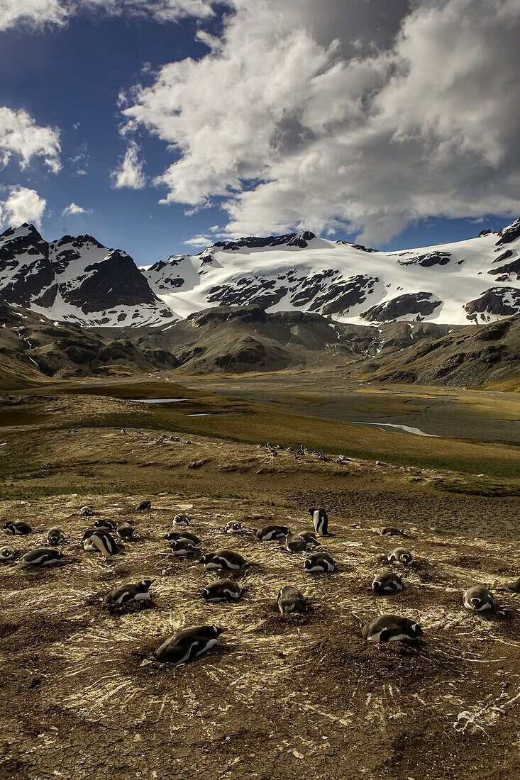 A gentoo penguin, Pygoscelis papua, nesting colony.