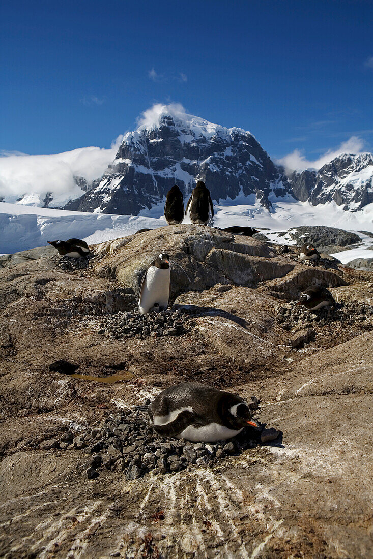 A gentoo penguin, Pygoscelis papua, nesting colony.