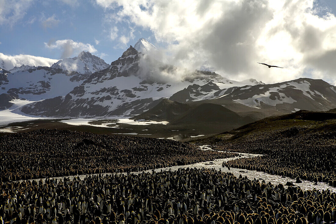 King penguin, Aptenodytes patagonica, rookery and distant mountains.