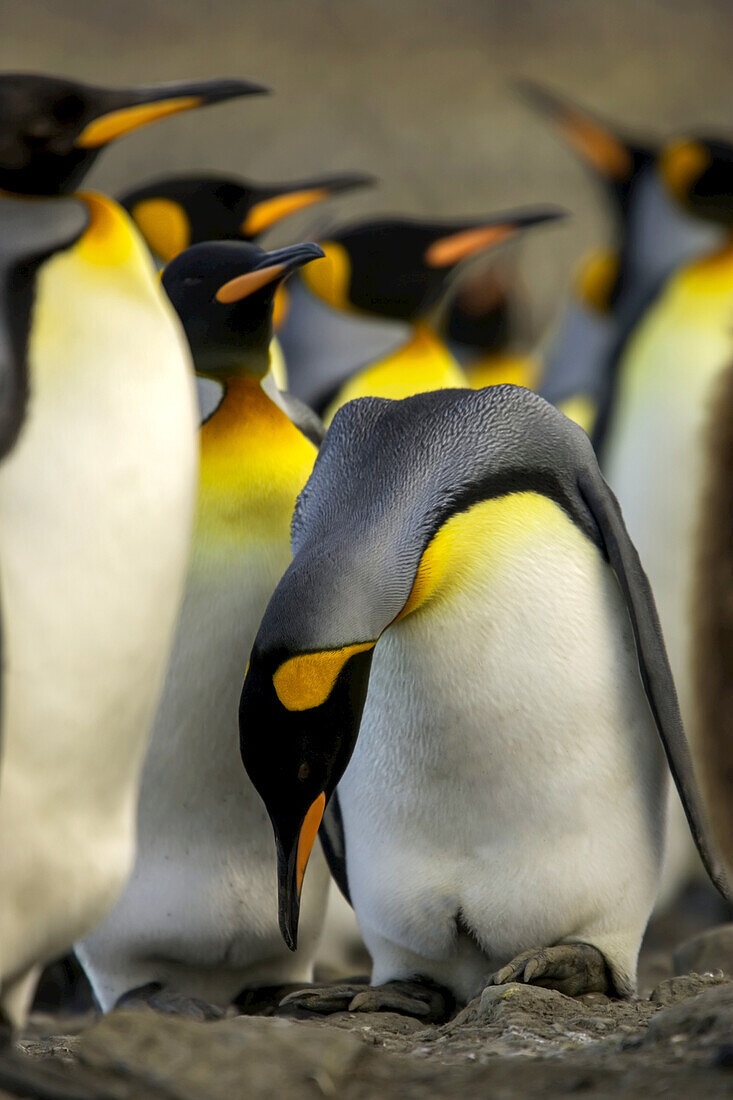 Ein Königspinguin, Aptenodytes patagonica, bei der Balz.