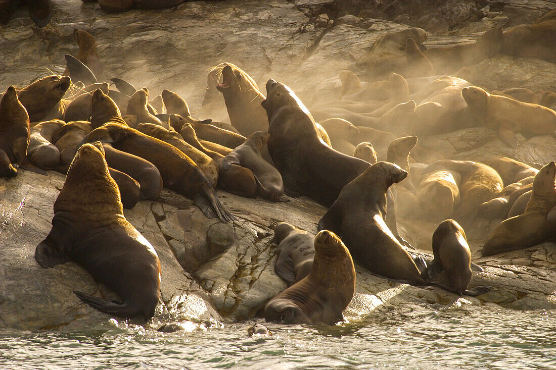 Stellersche Seelöwen ruhen sich in einer Brutstätte aus.