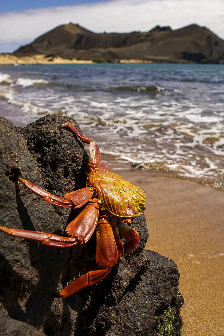 Eine Sally Lightfoot Krabbe sitzt auf einem Felsen am Meer.
