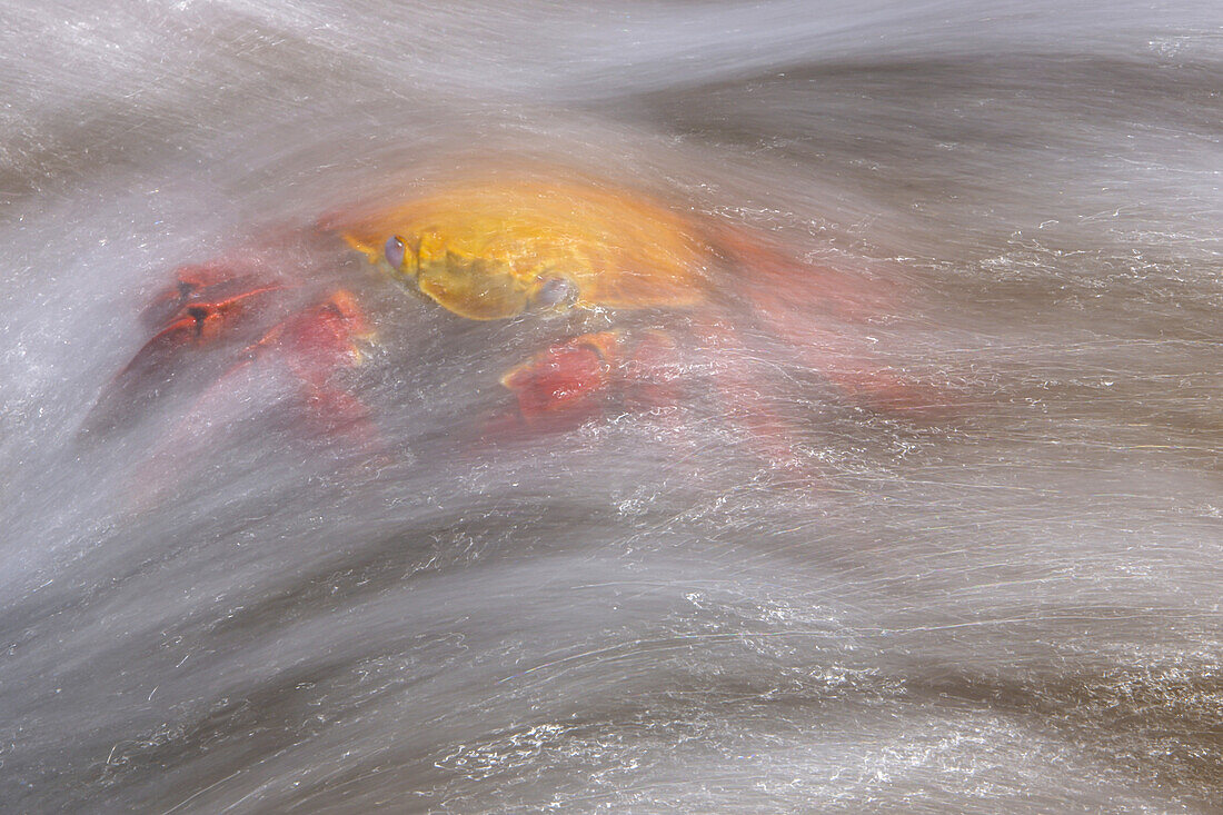 A Sally Lightfoot crab being washed over with surging surf.