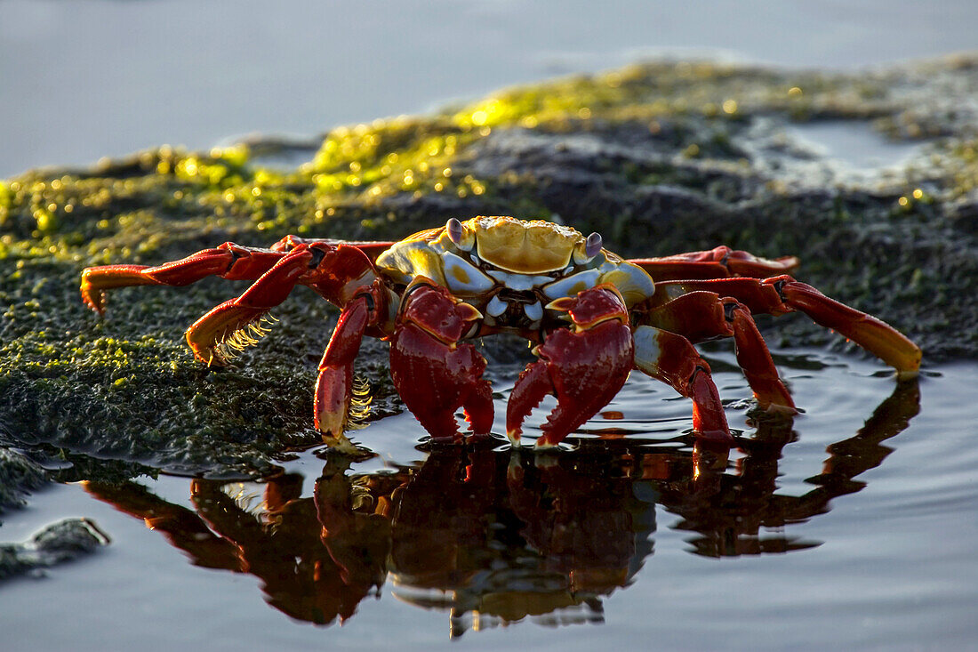A Sally Lightfoot crab dabbling in a tidal pool.