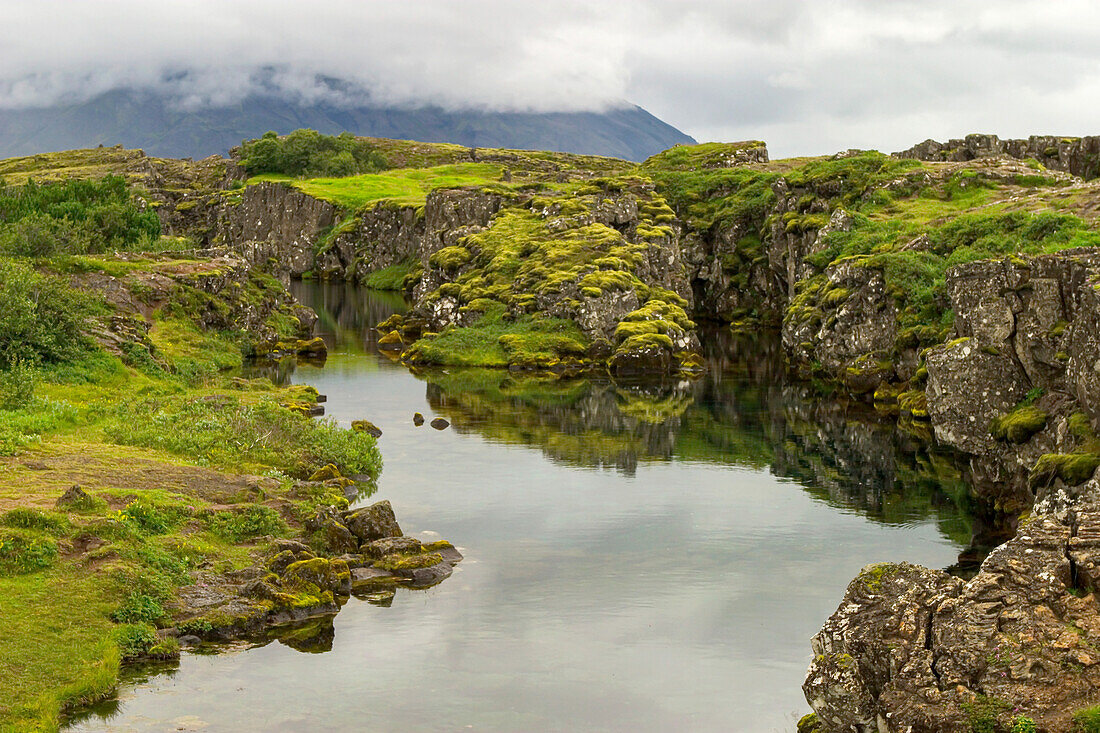 Moos und Flechten auf Felsen am mittelatlantischen Graben in Island.