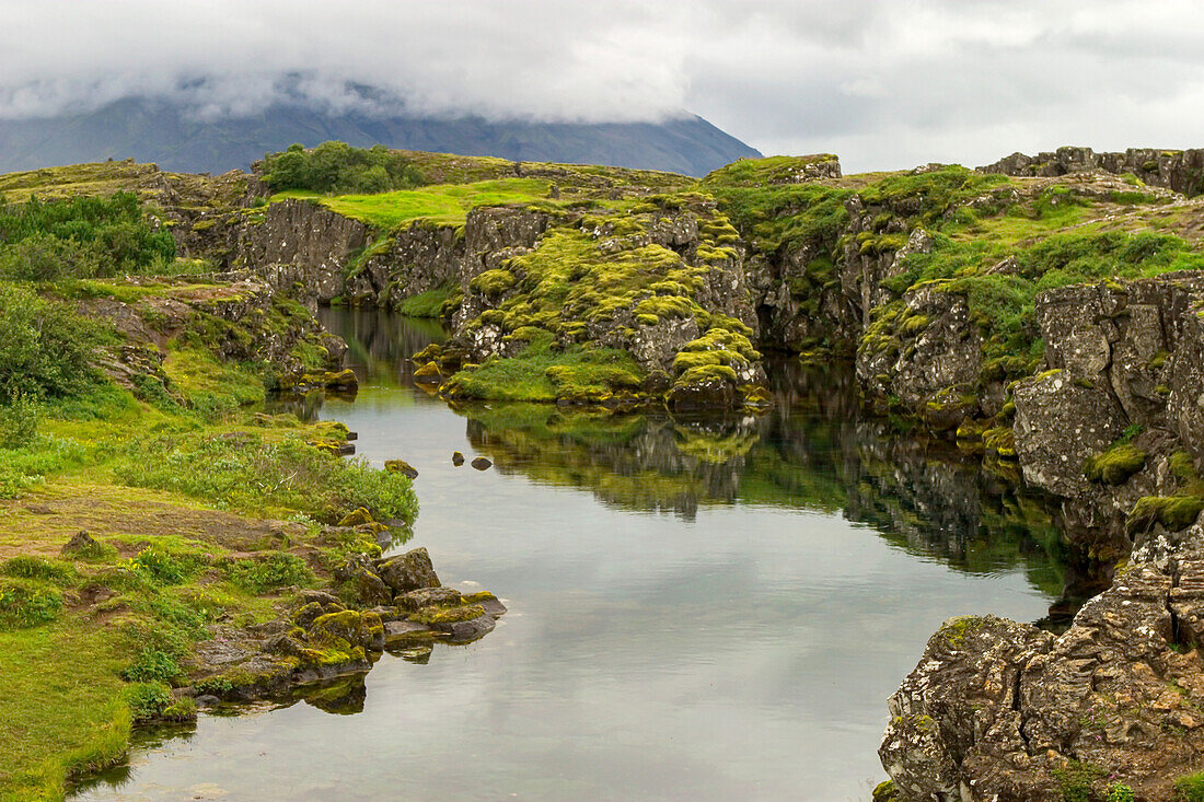 Moss and lichens on rock at mid-Atlantic ridge rift in Iceland.