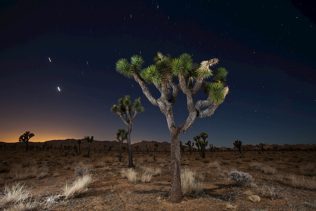 Joshua trees (Yucca brevifolia) standing in front of a starry night sky; Joshua Tree National Park, California, United States of America