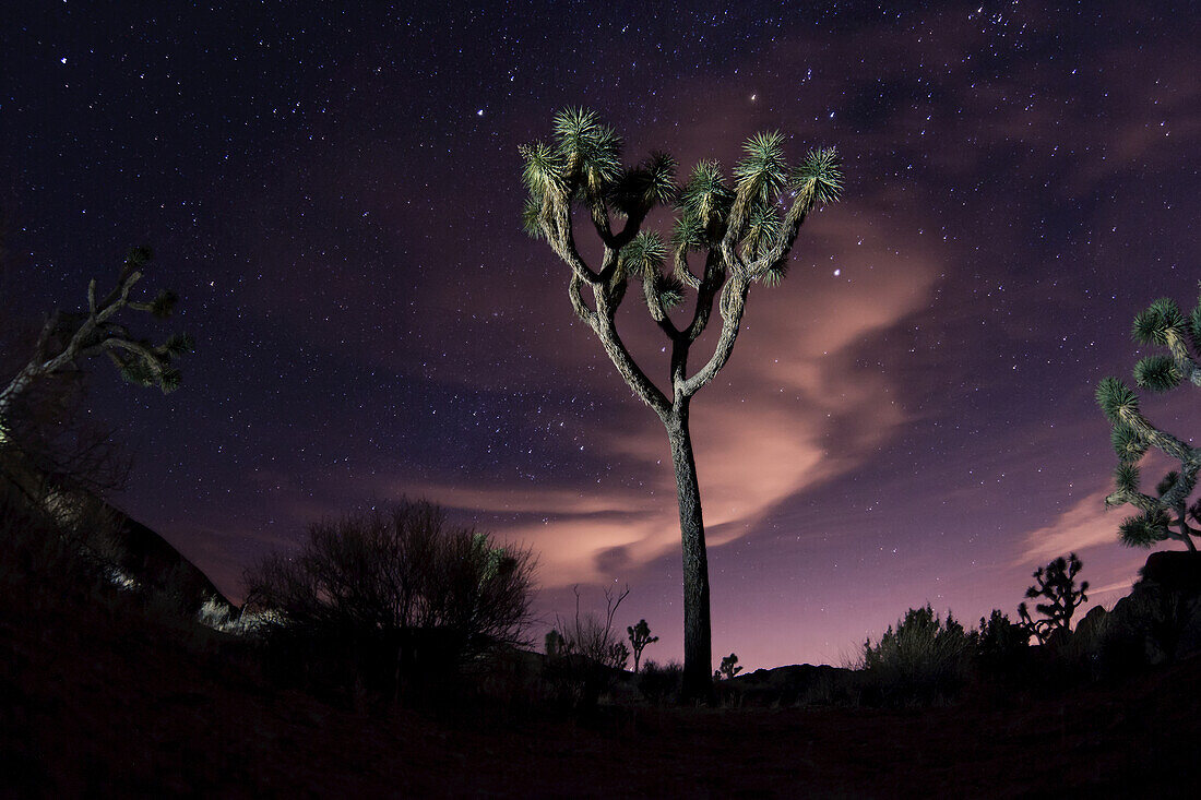 Joshua trees (Yucca brevifolia) standing in front of a starry night sky with pink clouds; Joshua Tree National Park, California, United States of America