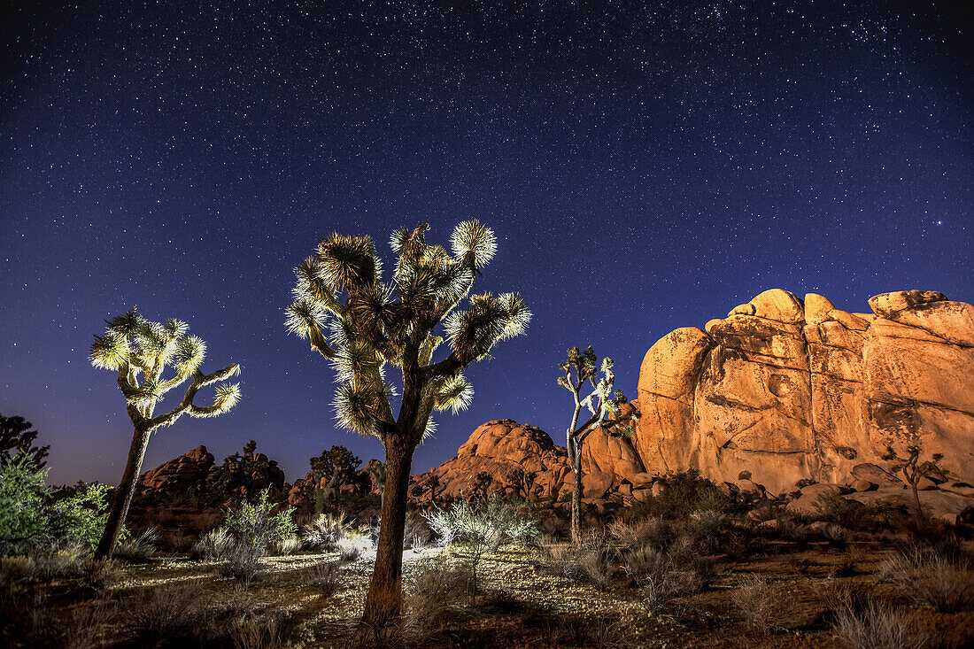 Joshua trees (Yucca brevifolia) standing in front of rock formations under a starry night sky; Joshua Tree National Park, California, United States of America
