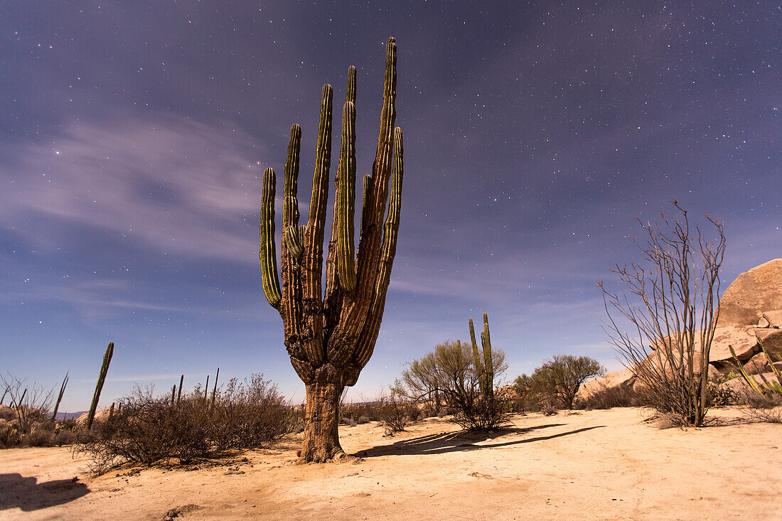 A giant Cardon cactus (Pachycereus pringlei) illuminated under a starry night sky; Catavina, Baja Norte, Mexico