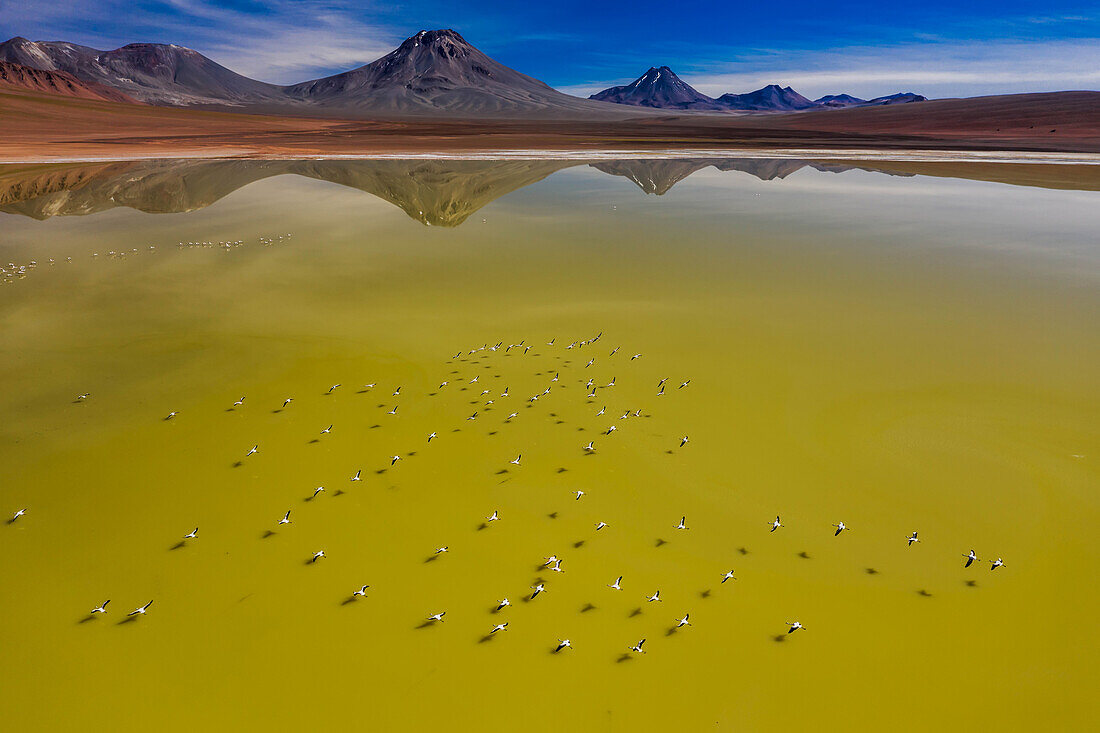 View from above of rare Andean flamingos (Phoenicoparrus andinus) flying over a high altitude lake that has turned green with algae; San Pedro De Atacama, Chile