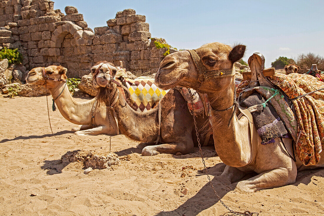 Kamele (Camelus) liegen im Sand und warten auf Passagiere, am Strand von Side, einem Badeort in der Nähe von Manavgat an der Mittelmeerküste von Anatolien; Side, Anatolien, Türkei