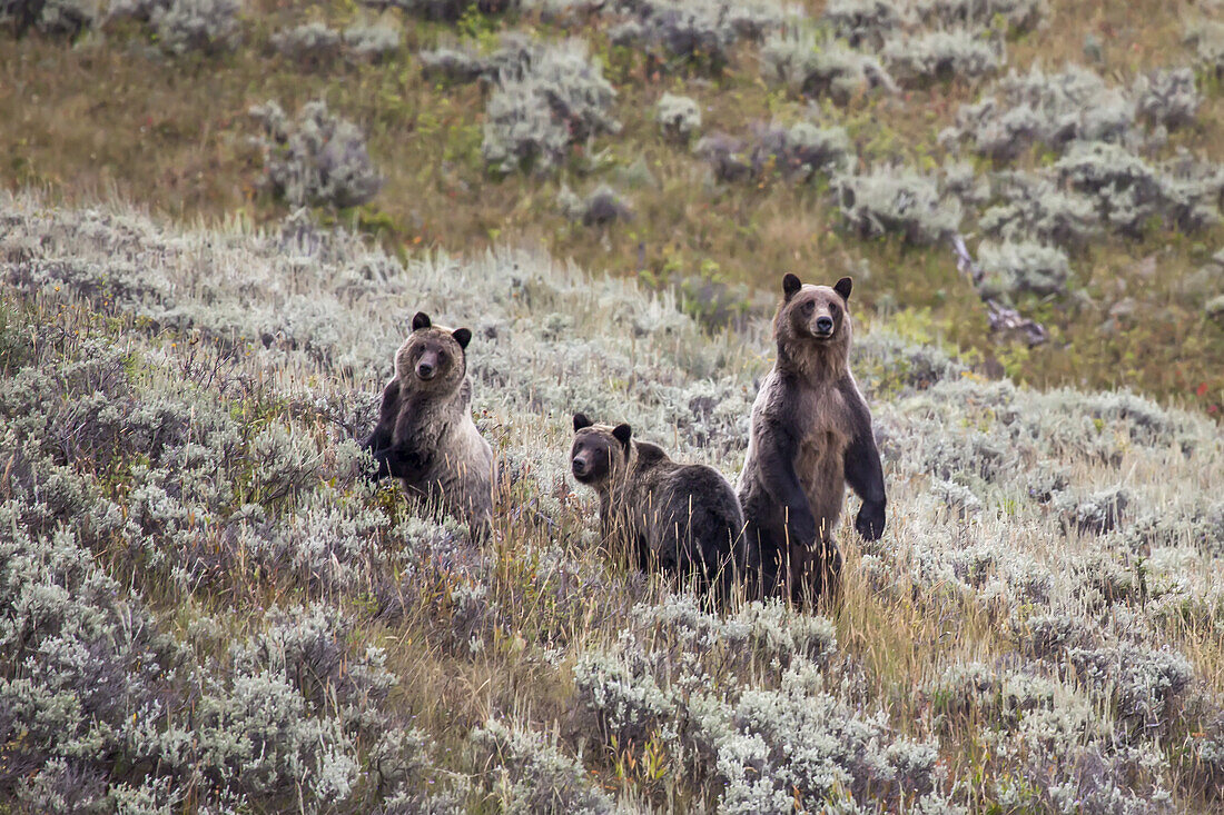 A grizzly bear with its two cubs at Yellowstone National Park.