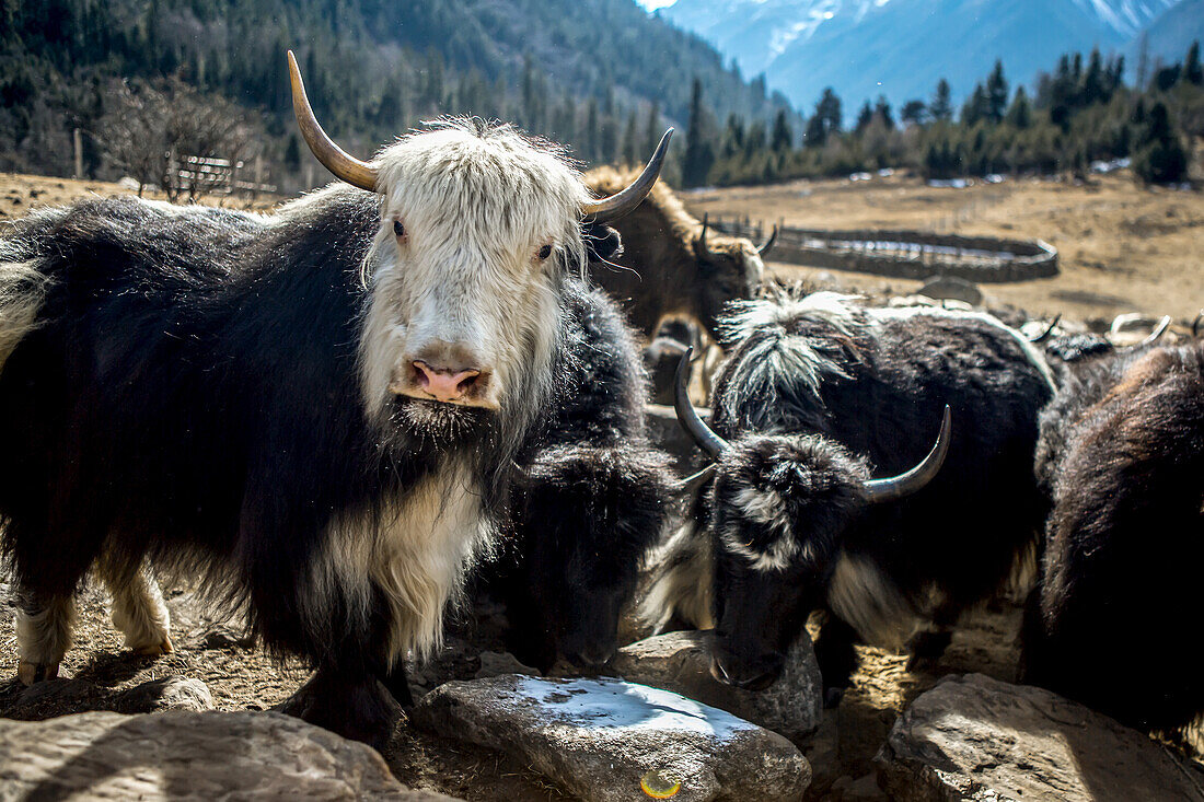 Yaks eat salt in a remote part of China.