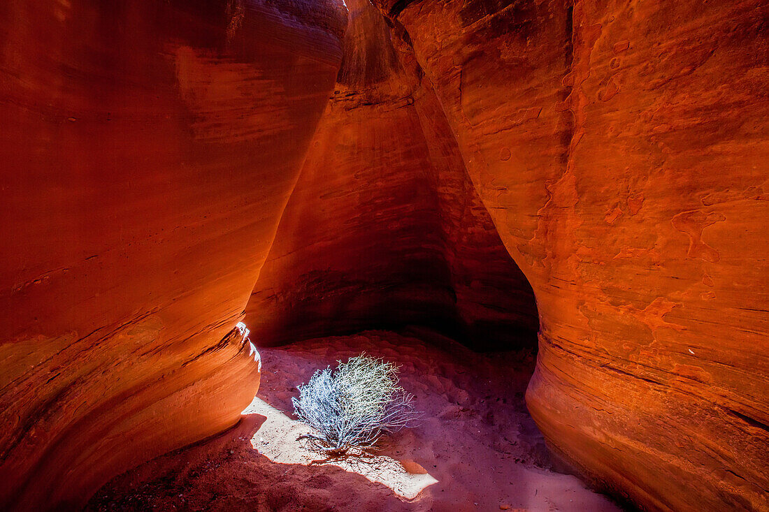 Ein Taumelkraut im Spooky Slot Canyon.