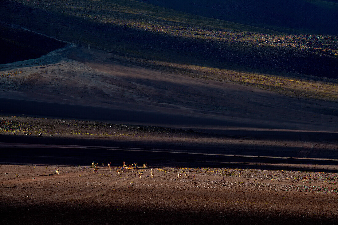 A herd of vicunas on a high altitude plateau.