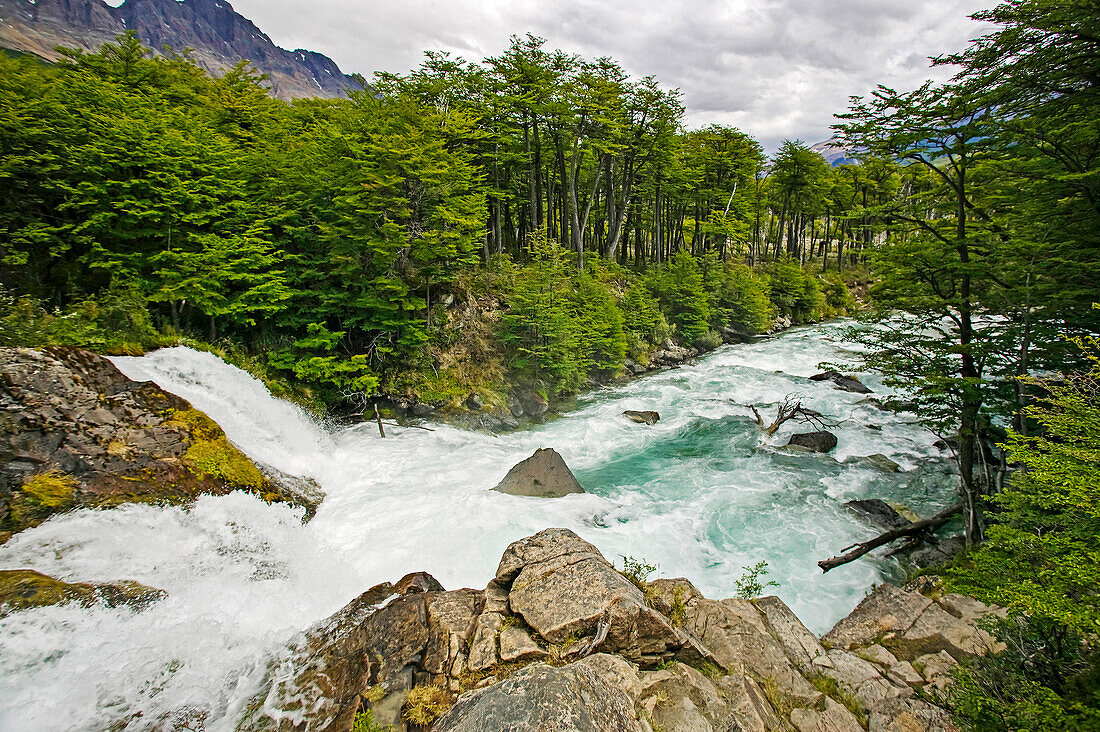 Rio de las Vueltas fliesst durch einen patagonischen Südbuchenwald (Nothofagus) bei El Chalten im Parque Nacional Los Glaciares; Patagonien, Argentinien.