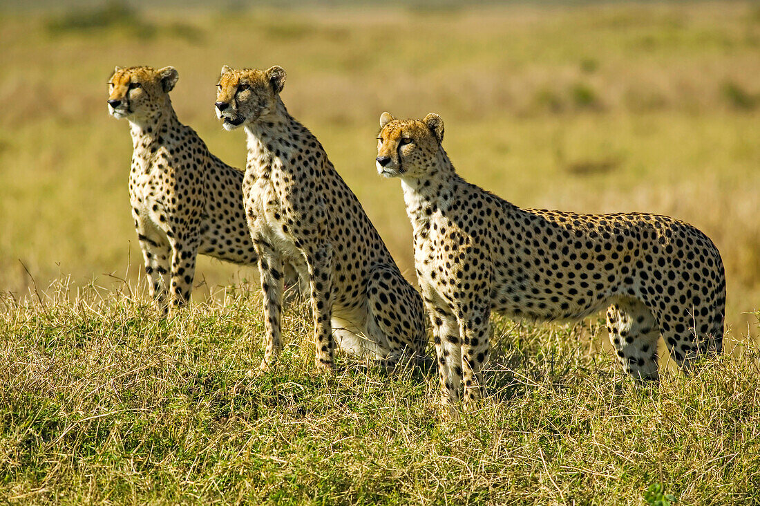 Cheetahs, Acinonyx jubatus, in the Maasai Mara, Kenya.; In the western part of the Maasai Mara National Reserve, near Musiara Gate, Kenya.