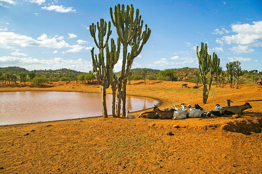 Ziegen und Euphorbien um ein Wasserloch in einem trockenen Teil Kenias; In den Cherangani Hills, nordöstlich von Kapenguria, nahe Kitale, Westkenia.