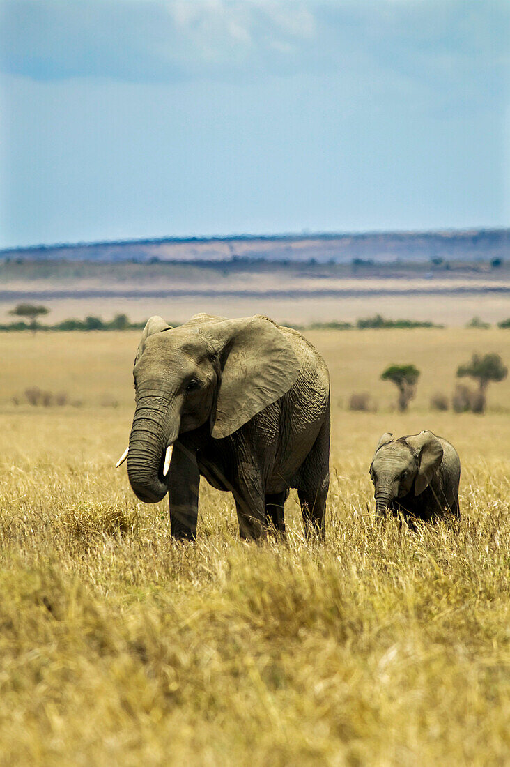 Mother and infant elephants, Loxodonta africana, in Kenya.; Maasai Mara National Reserve, in the Rift Valley, Kenya.