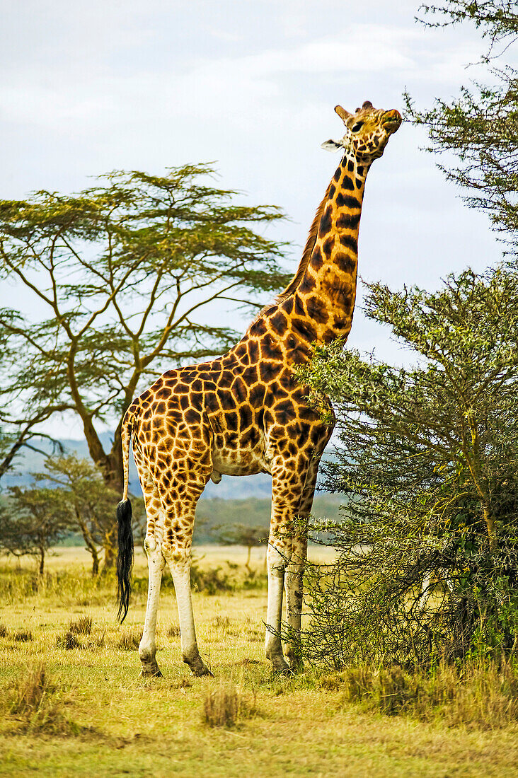 Rothchild's Giraffe, Giraffa camelopardalis, Kenya.; Lake Nakuru National Park, Rift Valley, Kenya.