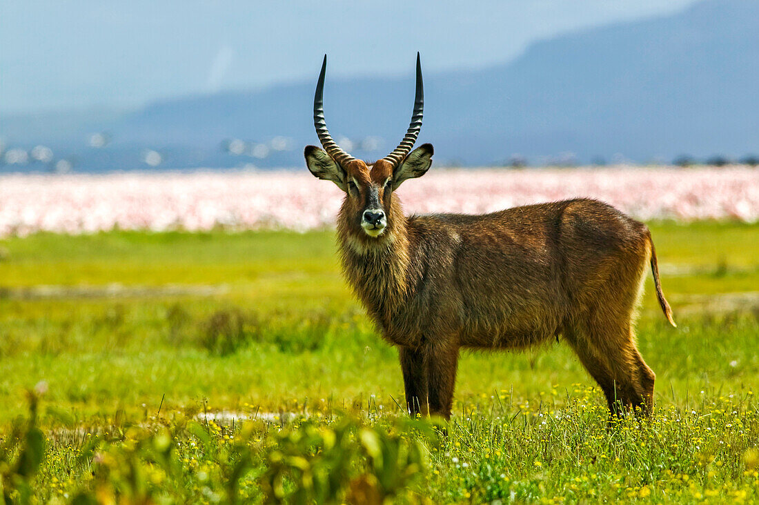 A waterbuck, Kobus ellipsiprymnus, with distant flamingoes, Kenya.; Lake Nakuru National Park, near Nakuru, in the Rift Valley, Kenya.