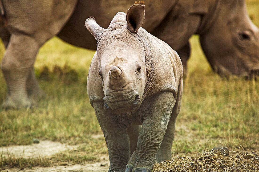 Breitmaulnashorn, Ceratotherium simum, Mutter und Baby, in Kenia; Lake Nakuru National Park, im Rift Valley, Kenia.