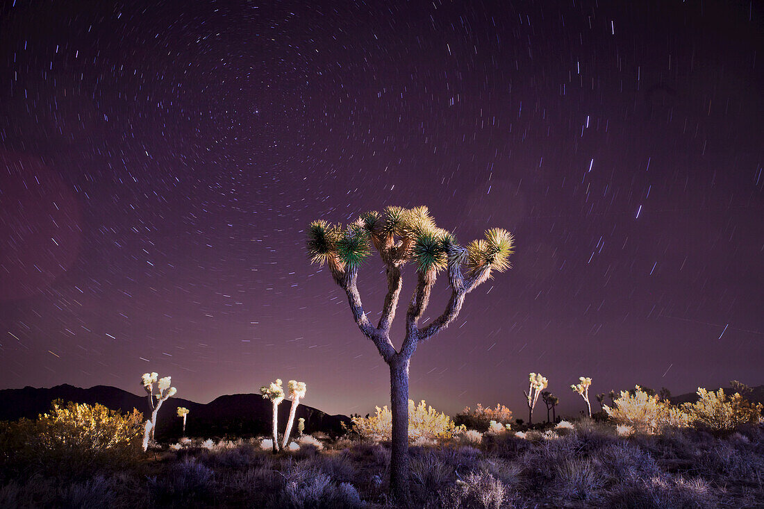 Sternspuren in einem violetten Nachthimmel über Joshua-Bäumen (Yucca brevifolia); Joshua Tree National Park, Kalifornien, Vereinigte Staaten von Amerika