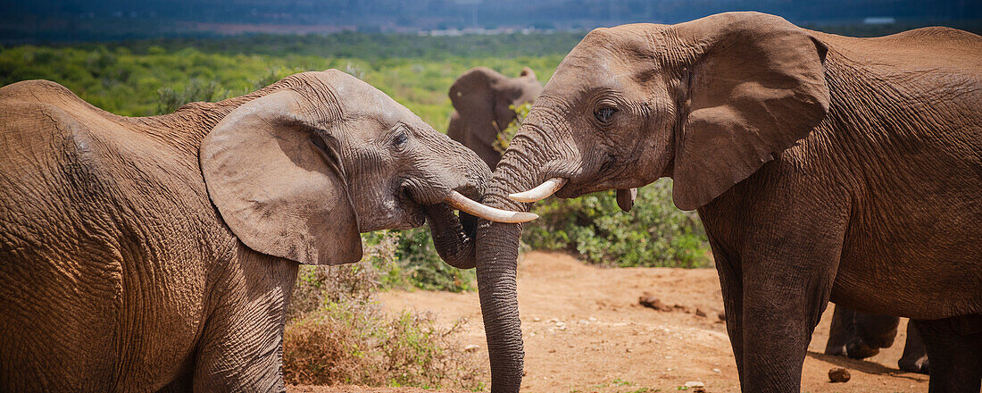Zwei afrikanische Elefanten (Loxodonta) begrüßen sich und verschränken ihre Rüssel im Addo Elephant National Park; Ostkap, Südafrika