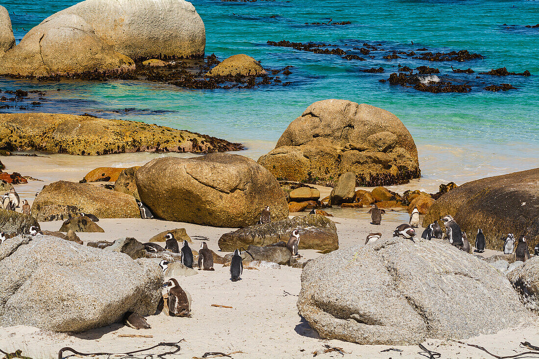 A colony of South African penguins (Spheniscus demersus) along Boulders Beach at the water's edge in Simon's Town; Cape Town, Western Cape Province, South Africa