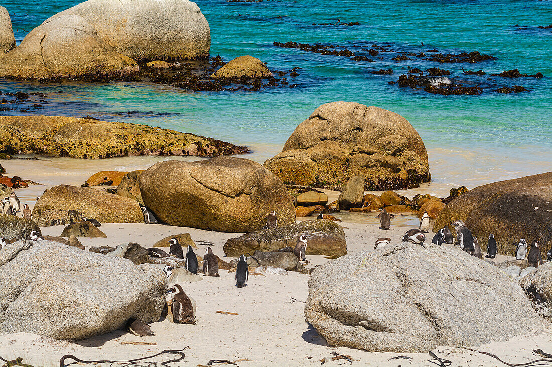 Eine Kolonie Südafrikanischer Pinguine (Spheniscus demersus) entlang des Boulders Beach am Wasser in Simon's Town; Kapstadt, Westliche Kap-Provinz, Südafrika