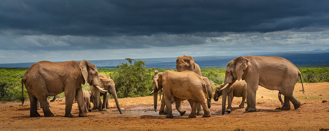 African elephants (Loxodonta) gather at a watering hold in Addo Elephant National Park under a stormy sky; Eastern Cape, South Africa