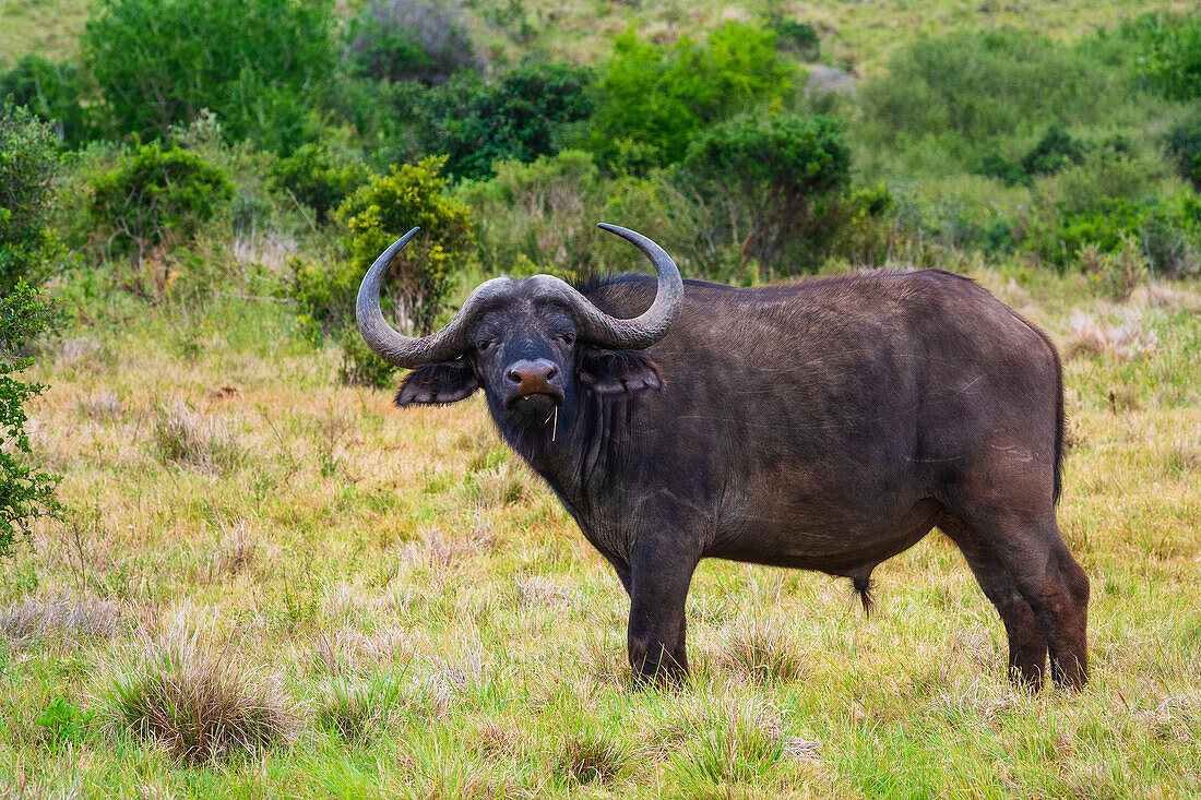 Portrait eines Bullen, Afrikanischer Kap-Büffel (Syncerus caffer caffer) stehend in einem Feld im Addo Elephant National Park Marine Protected Area; Ostkap, Südafrika