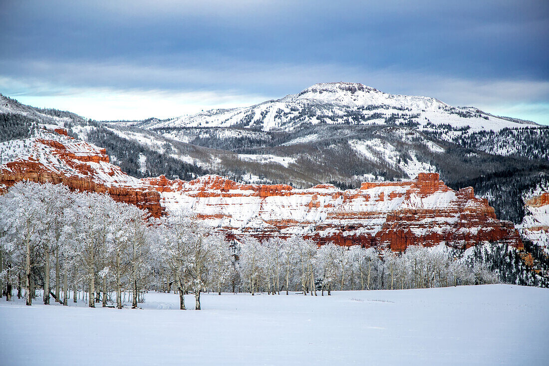 Snow covers the mountains and an aspen forest; Cedar City, Utah, United States of America