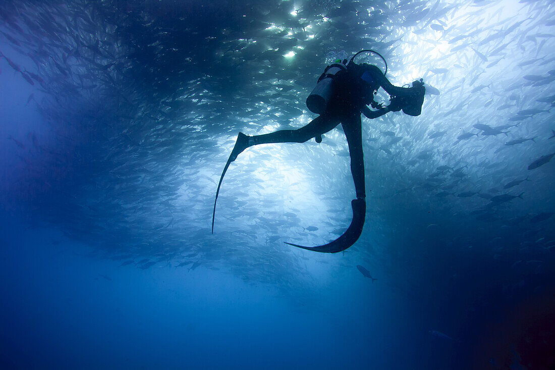 A diver swims with a large school of jack fish; Cabo San Lucas, Baja California Sur, Mexico