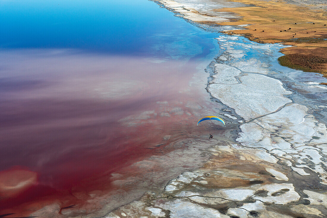 Ein Motorschirmpilot überfliegt den Owens Lake, einen größtenteils ausgetrockneten See in der Sierra Nevada in der Nähe von Lone Pine, wo salzliebende Halobakterien das flache Wasser entlang der salzigen, trockenen Uferlinie in ein leuchtendes Rot verwandeln, während das Vieh auf dem mineralreichen Land weidet; Lone Pine, Inyo County, Kalifornien, Vereinigte Staaten von Amerika