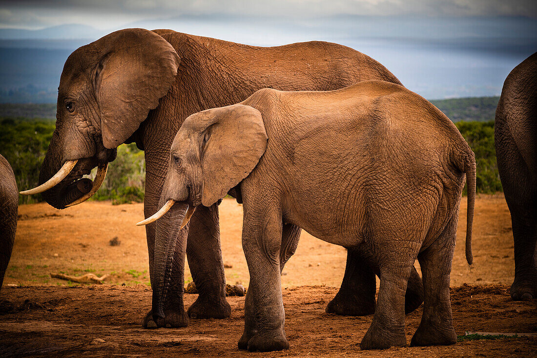 Afrikanische Elefanten (Loxodonta) im Addo Elephant National Park; Ostkap, Südafrika