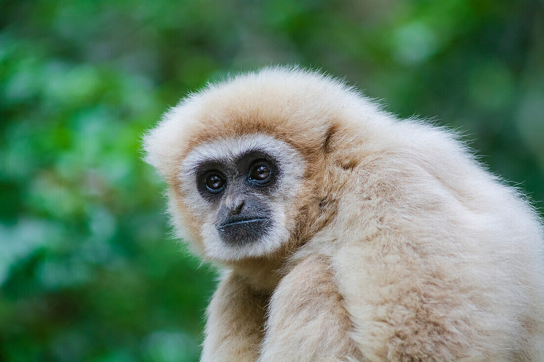 Close-up portrait of a white handed gibbon aka lar gibbon (Hylobates lar) at the Monkeyland Primate Sanctuary near Pletteberg Bay; The Crags, Western Cape, South Africa