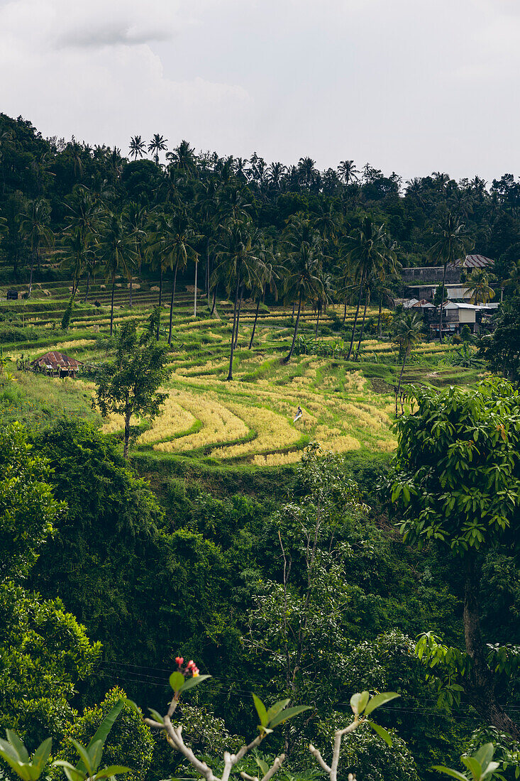 Blick auf Reisfelder und tropische Pflanzen in Sambangan im Sukasada Distrikt; Buleleng, Bali, Indonesien