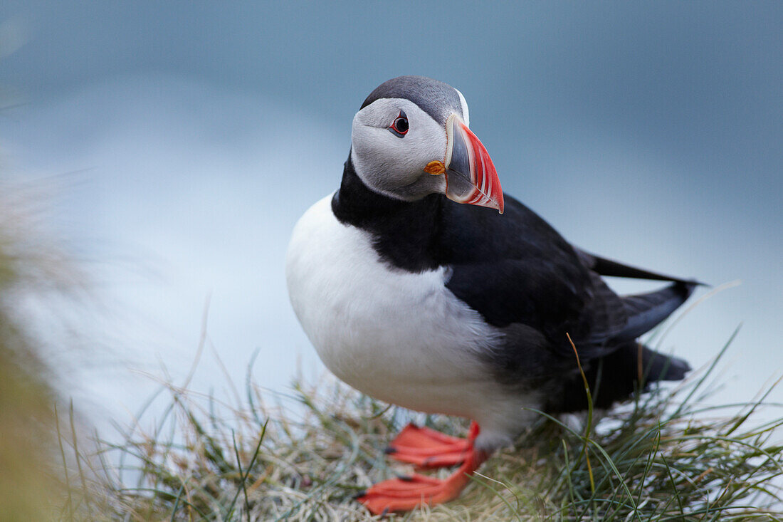 An Atlantic Puffin (Fratercula arctica) resting on a clifftop.; Jokulsarlon, Iceland