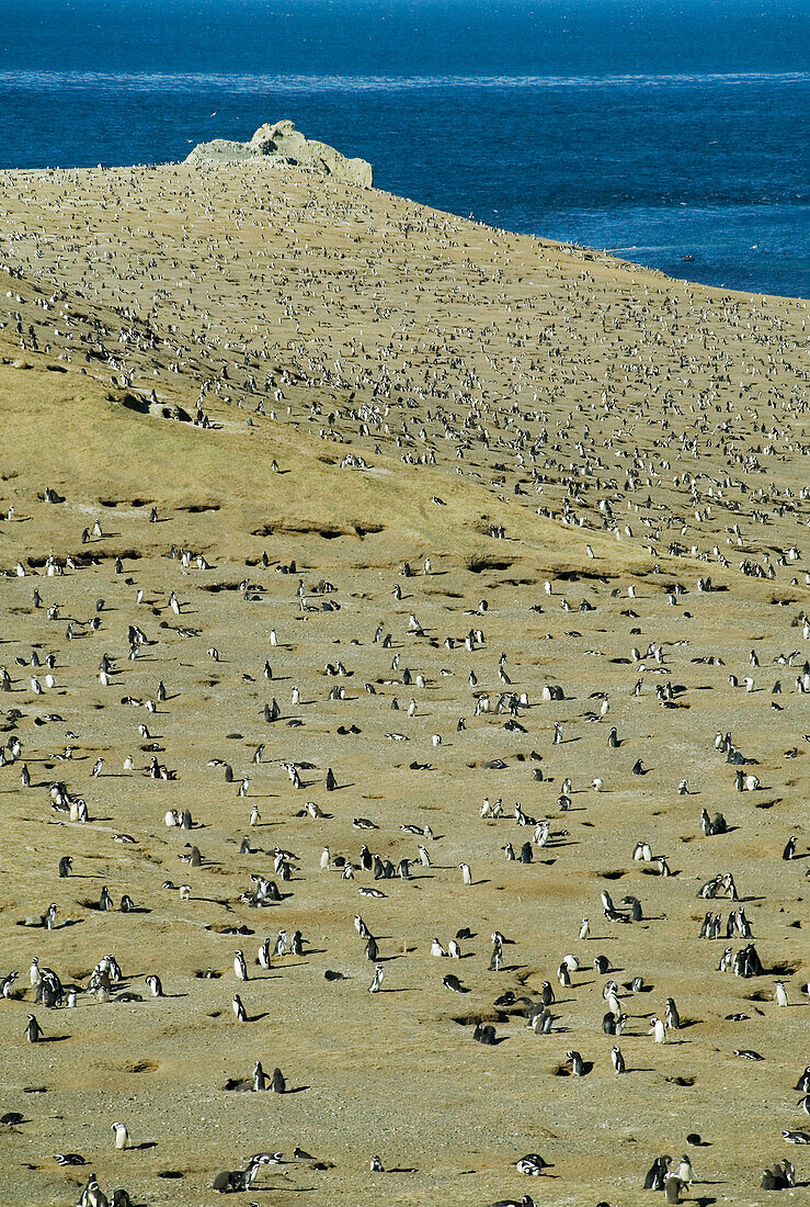 A nesting site for Magellanic penguins, Spheniscus magellanicus, Chile; Isla Magdalena, Magellan Strait, Punta Arenas, Patagonia, Chile.