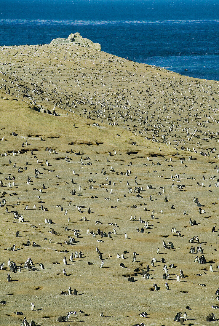 Ein Nistplatz für Magellanpinguine, Spheniscus magellanicus, Chile; Isla Magdalena, Magellanstraße, Punta Arenas, Patagonien, Chile.