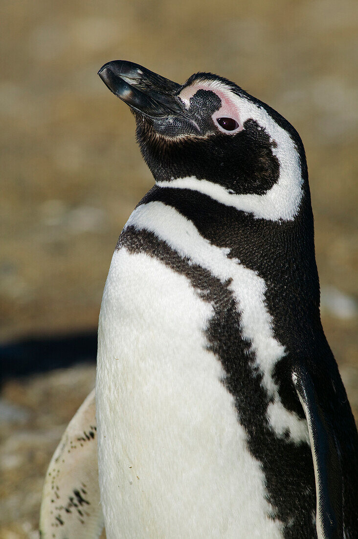 Ein erwachsener Magellanpinguin, Spheniscus magellanicus, Chile; Isla Magdalena, Magellanstraße, Punta Arenas, Patagonien, Chile.