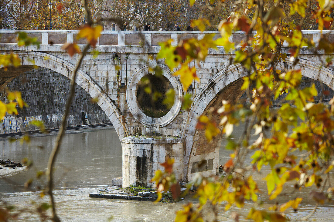 Autumnal leaves and the Ponte Sisto, Rome, Italy.; Rome, Italy.