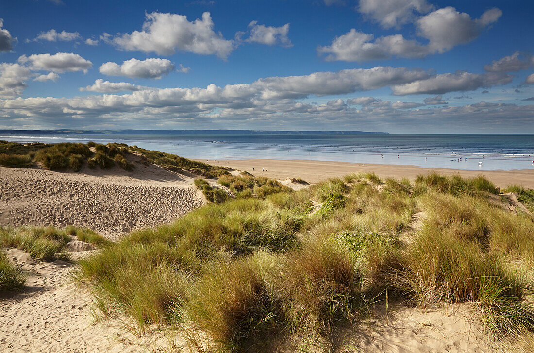 A summer view across sand dunes to Saunton Sands, near Barnstaple, Devon, Great Britain.; Saunton Sands, Braunton, Barnstaple, north Devon, southwest England, Great Britain, United Kingdom.