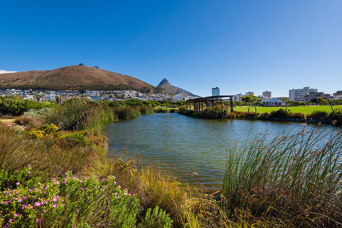Green Point Park in Cape Town with Lion's Head peak in the distance; Green Point, Cape Town, South Africa