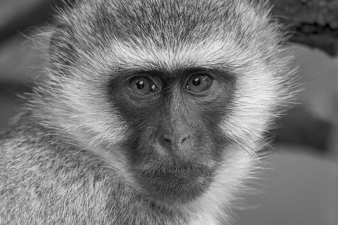 Close-up portrait of a vervet monkey (Chlorocebus pygerythrus) looking at the camera at Klein's Camp; Serengeti, Tanzania