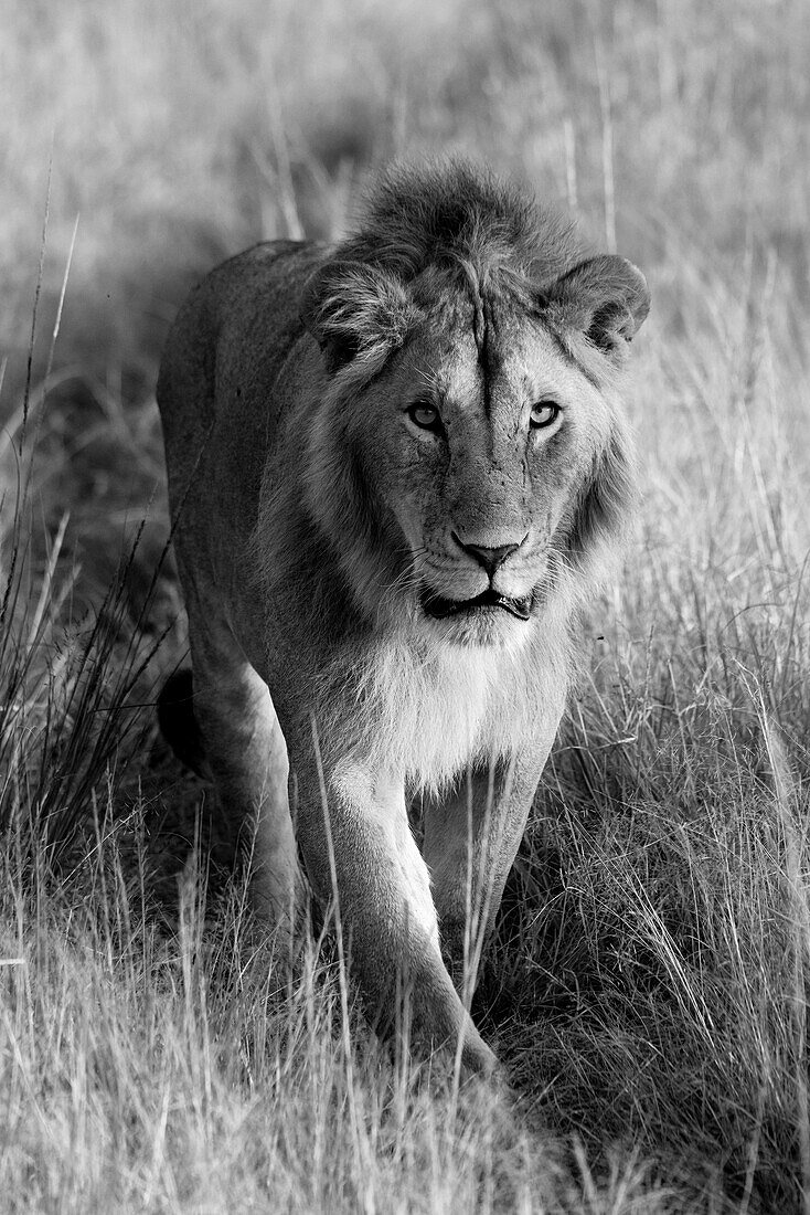 Porträt eines Löwen (Panthera leo), der auf einem grasbewachsenen Weg in Klein's Camp auf die Kamera zugeht; Serengeti, Tansania